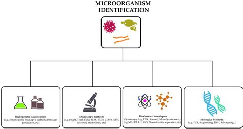 Biochemical and Molecular Methods for Bacterial Identification.